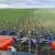 Primjena herbicida nakon sjetve kukuruza: Kako?
