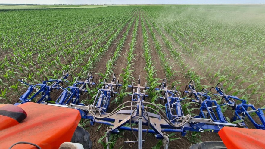 Primena herbicida nakon setve kukuruza: Kako?