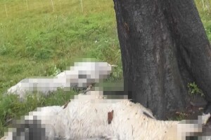 Udar groma usmrtio stado ovaca na ispaši