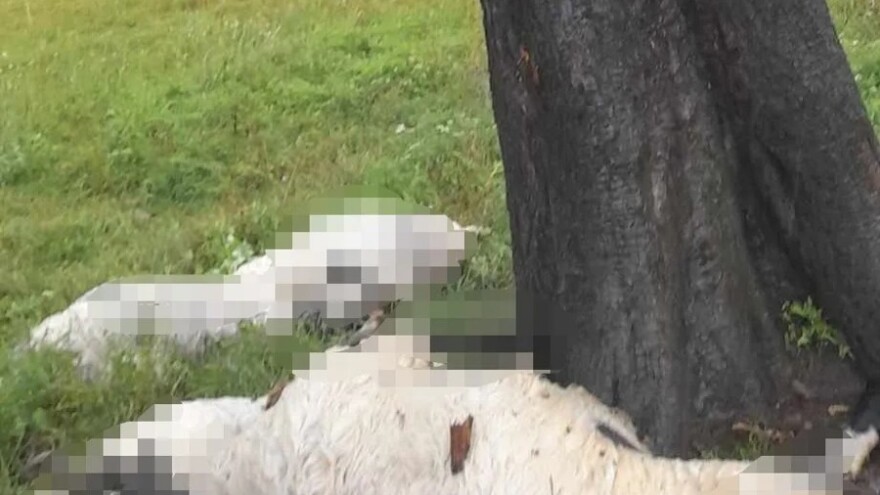 Udar groma usmrtio stado ovaca na ispaši