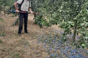Vreme je glavni krivac za ovogodišnji rod i kvalitet šljiva, ali šta je sa cenom?