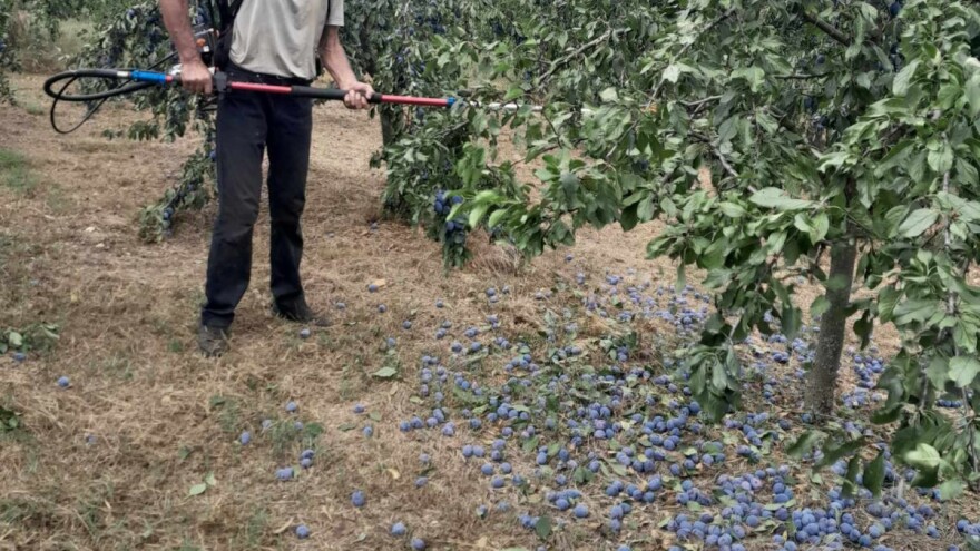 Vreme je glavni krivac za ovogodišnji rod i kvalitet šljiva, ali šta je sa cenom?