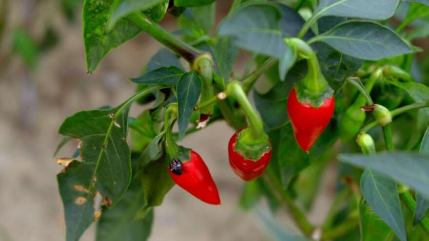 Ekstremno vrijeme smanjilo izraelske prinose