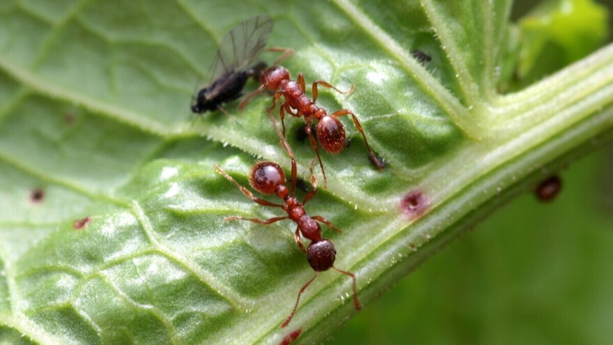 Suzbijte mrave u vrtu prirodnim pripravcima