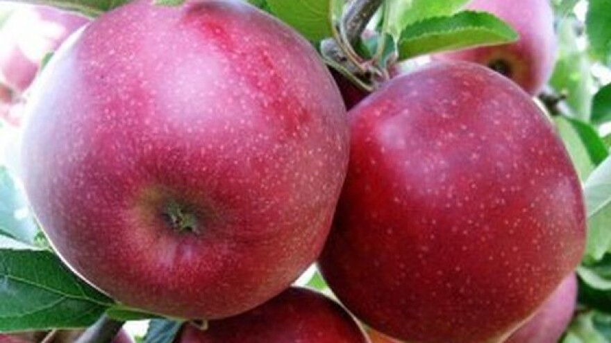 Princ među jabukama