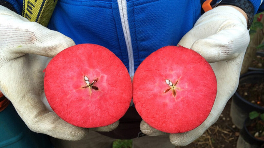 &quot;Crveni mesec&quot; od ove godine u Srbiji