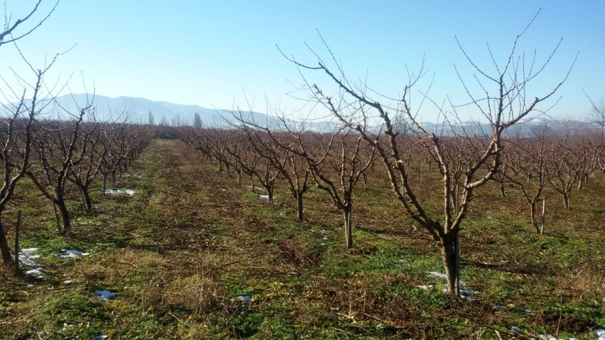 Posle skoka temperature, zahlađenje sa snegom - glodari se "ne predaju"