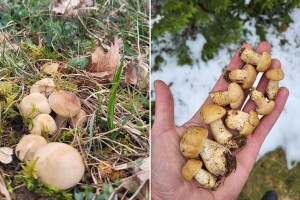 Ko zna stanište - ima dnevnicu! Sezona reduše donosi dobru zaradu