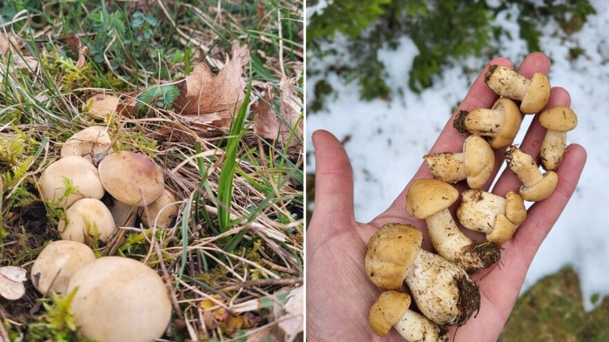 Ko zna stanište - ima dnevnicu! Sezona reduše donosi dobru zaradu