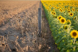 Reformisti predlažu porez na neobrađeno zemljište!