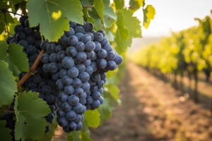 Regent sorta otporna na gljivične bolesti