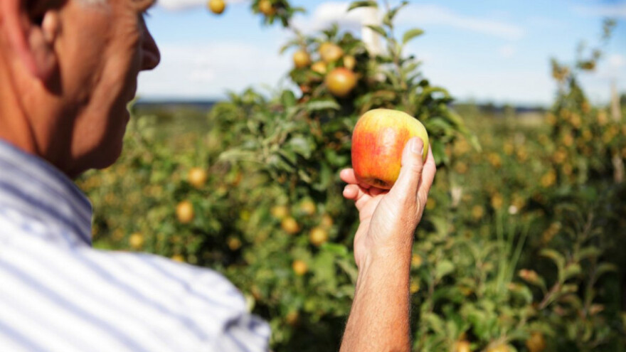 Regulatorom rasta osnažite svoje jabuke