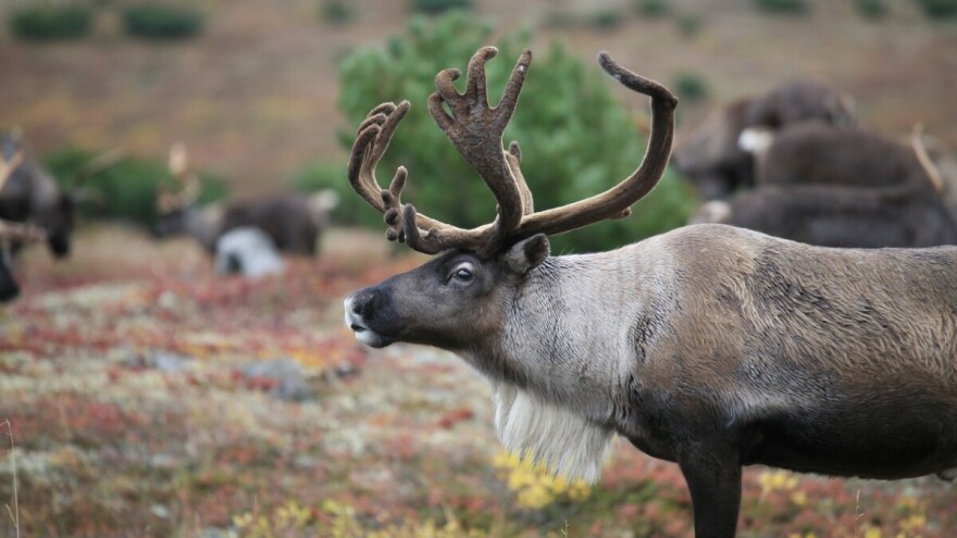 Arktički krug gori, u Norveškoj sobovi ugibaju od gladi