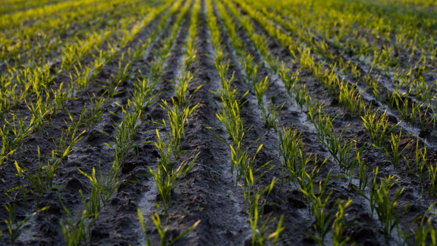 Bolesti žitarica koje se javljaju u jesen