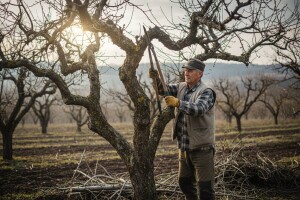Rekonstruktivna rezidba starih zasada lek za lošu rezidbu
