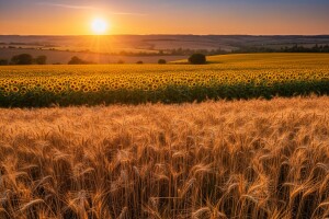 Rekordan izvoz pšenice i suncokreta