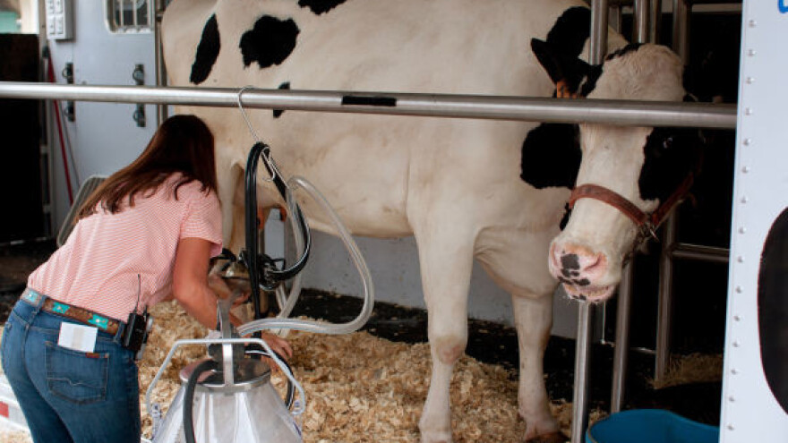 Rekordan otkup mleka u Crnoj Gori