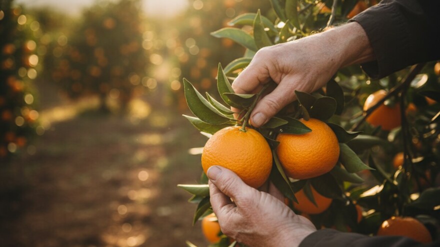 Rekordan urod mandarina