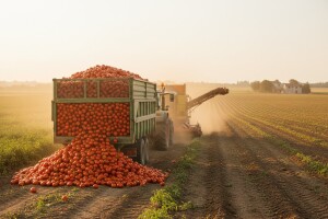 Rekordan urod pomidora u Istri