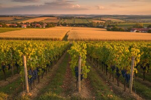 Rekordna polugodišnja dobit Vupika