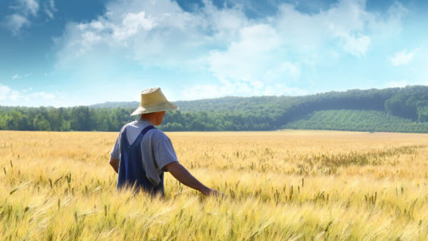 Francuska ostvarila rekordnu proizvodnju pšenice