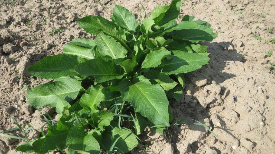 Uzgoj hrena - savjeti i preporuke