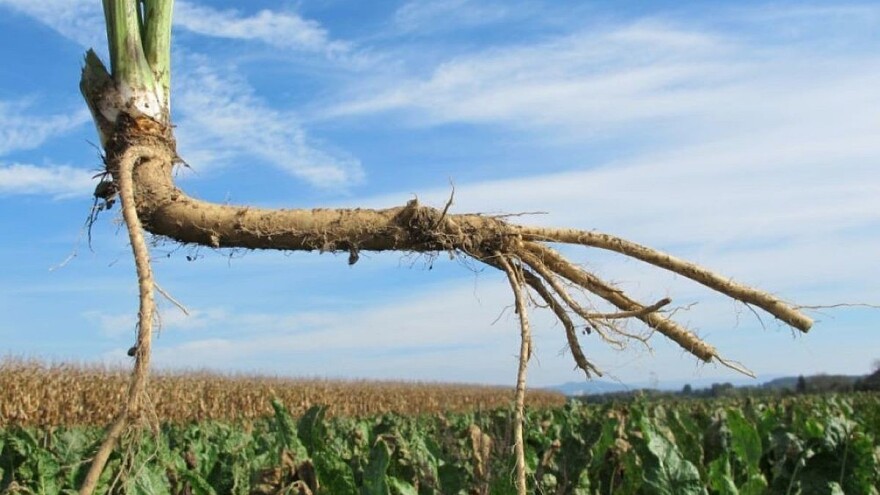 Sadnja hrena: Koje su prednosti uzgoja korjena u monokulturi?