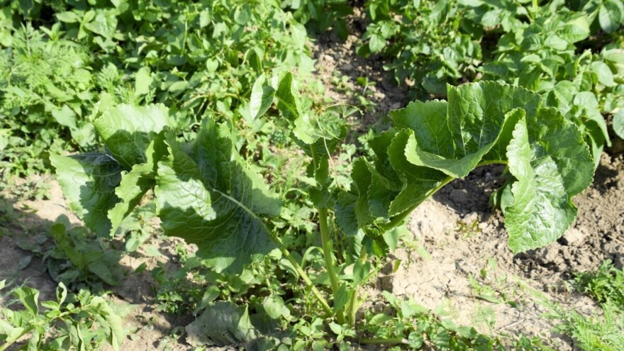 Sve veće interesovanje za proizvodnju hrena