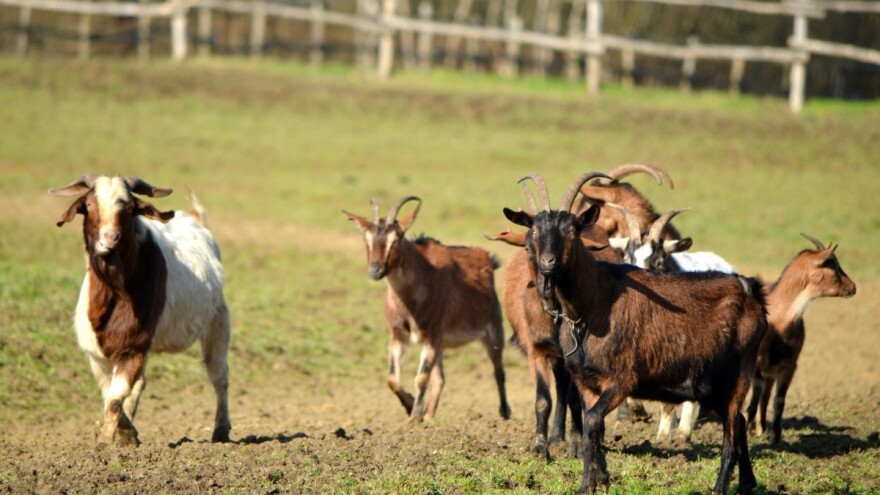 Mogu li životinje predvidjeti potrese i tako sačuvati i ljudske živote?
