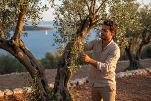 Renesansa otočnog maslinarstva