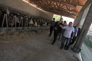 Za proizvodnju mlijeka 1,9 milijuna kuna