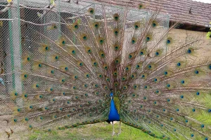 Šta odlikuje pauna, a šta je potrebno za njegov uzgoj?