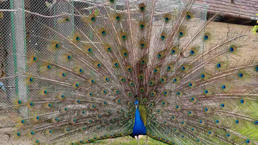 Šta odlikuje pauna, a šta je potrebno za njegov uzgoj?