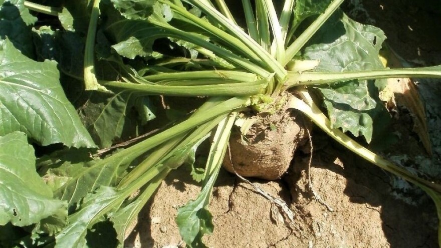 Ratari zadovoljni prinosom i kvalitetom šećerne repe - ali ne i cenom