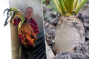 Gigantska stočna repa izazvala pometnju - kako su je uzgojili?