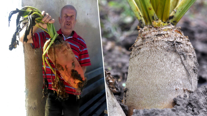 Gigantska stočna repa izazvala pomutnju - kako su ju uzgojili?