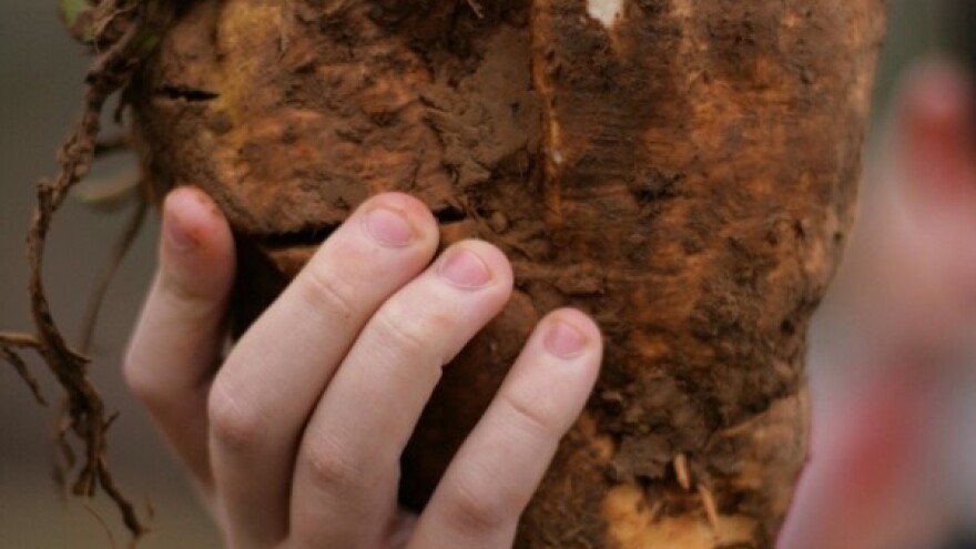 2017. nas čeka propast domaćih šećerana?