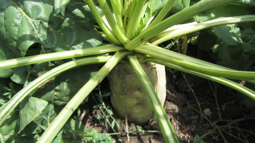 Ratari sve manje seju šećernu repu