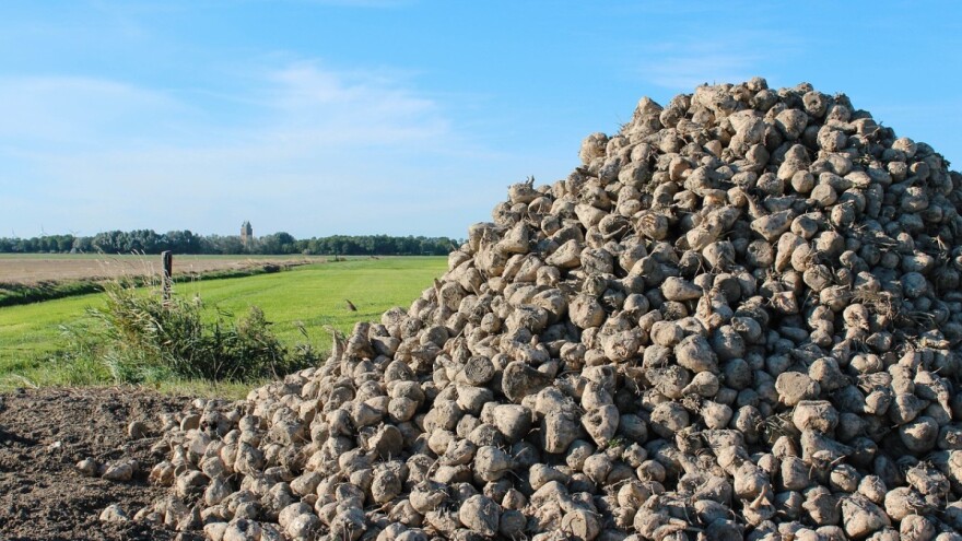 Trulež desetkovala repišta u Srednjem Banatu