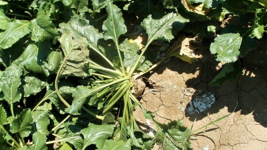 Od petka ponovo nestablino vreme: Patogenima pogođena šećerna repa