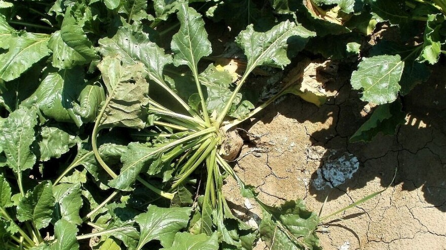 Pred nama vreli dani, osvježenje stiže tek u noći ponedjeljka na utorak