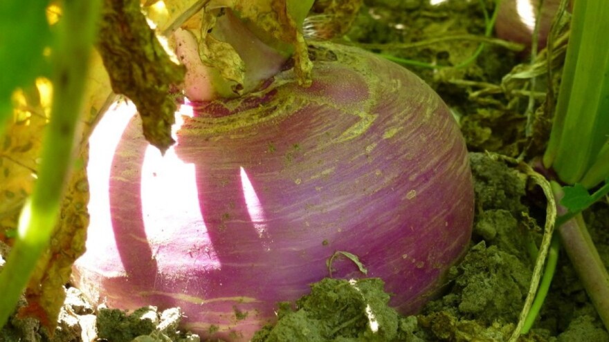 Sjetva repe: Vratimo starinsko, a zdravo povrće u vrtove i špajze