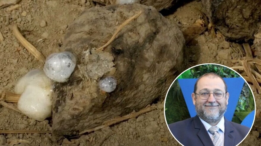 Što sa šećernom repom koja je ostala u tlu i kako će utjecati na jarine?