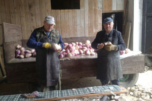 Pred nove vlasti zbog novca i otkupne cijene repe