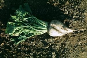 Kako zaštititi šećernu repu od korova?