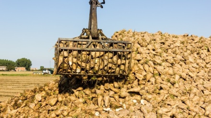 Cijena rekordnog uroda repe pala s 300 na 240 kn!