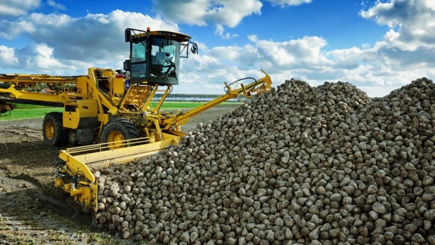 Novi uvjeti otkupa - kraj za šećernu repu?