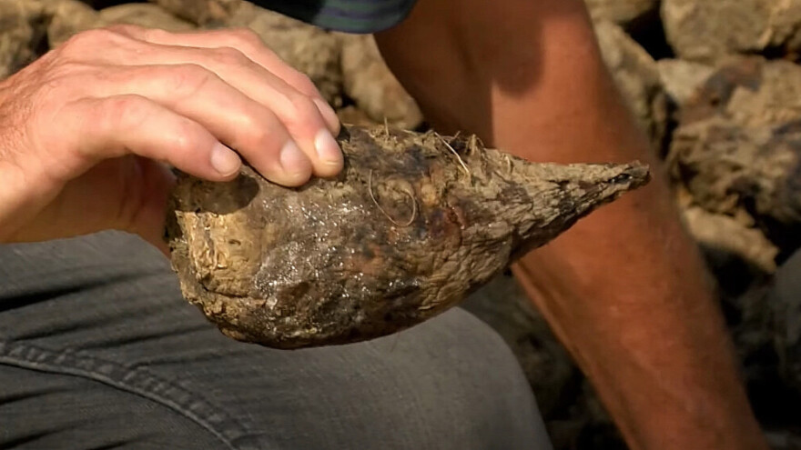 Šećerna repa podbacila do 80 odsto, trune u zemlji, da li je na pomolu poskupljenje?