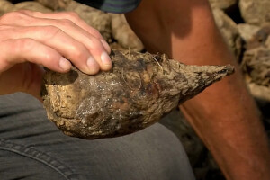 Šećerna repa podbacila do 80 posto, trune u zemlji, je li na pomolu poskupljenje?