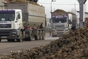 Raste cijena šećera - potpora uzgoju repe?